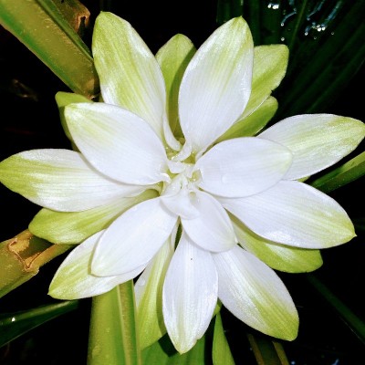 姜黄的花