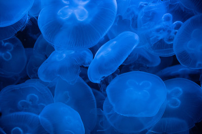 水母