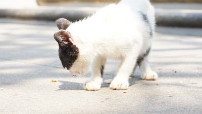 一只可爱的黑白相间的野猫在公园里吃东西