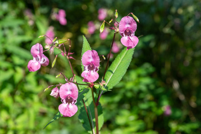 喜马拉雅香脂（impatiens gladulifera）