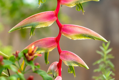 异国情调的性感粉红色Heliconia花，Heliconia chartacea，在一个花园。