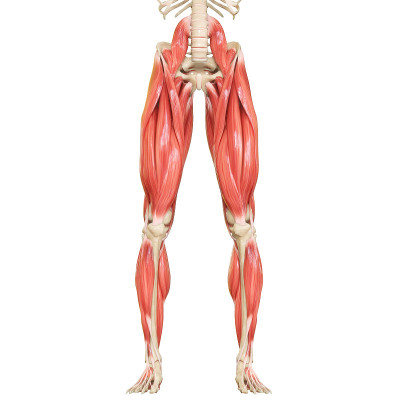 人体肌肉系统腿部肌肉解剖学