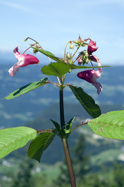 喜马拉雅香脂；凤仙花