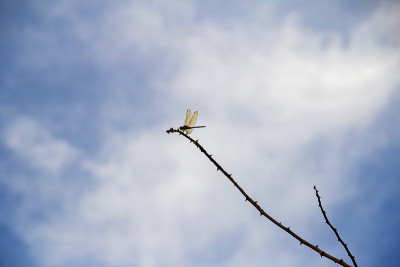 蜻蜓。