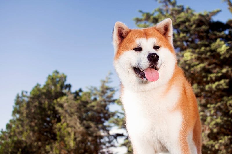 日本秋田犬画像