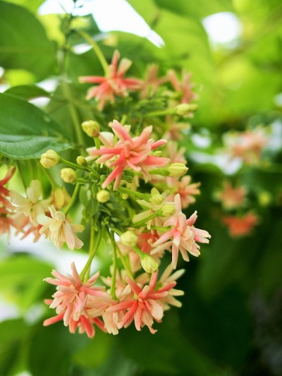金银花