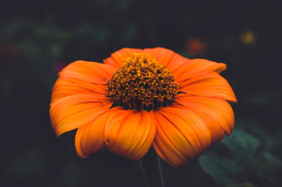 花宏