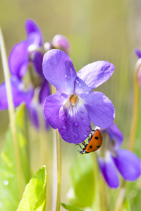 瓢虫对着Viola Odorata Bloom