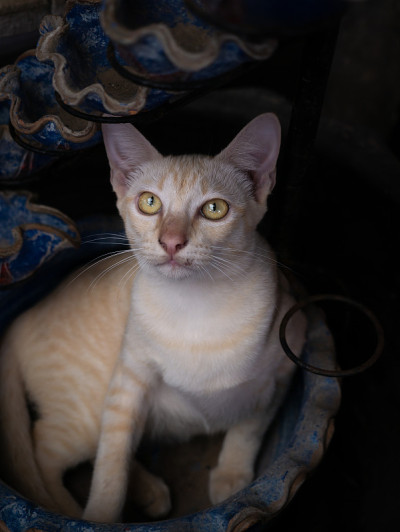 黄猫坐在锅上