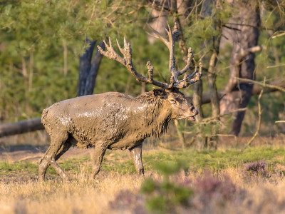 马鹿发情季节Veluwe