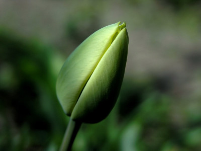 郁金香芽