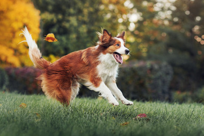 年轻的边境牧羊犬在秋天玩树叶