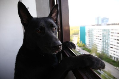 白天阳台上沉思的黑色牧羊犬