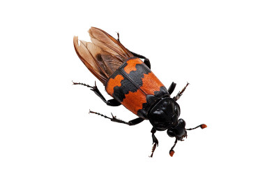 埋葬甲虫(Nicrophorus vespillides)