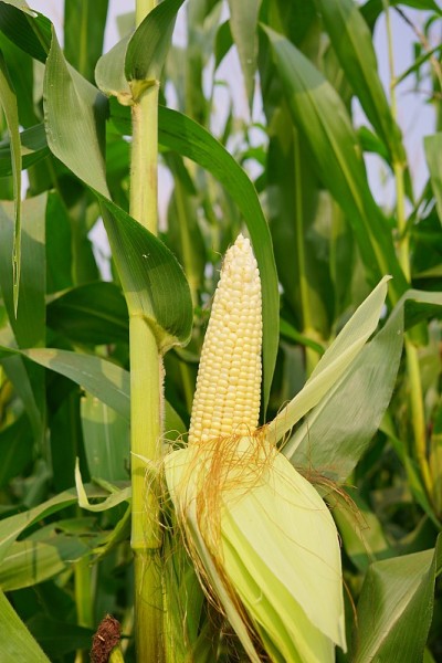 玉米植株上的玉米荚，农田里的玉米田，