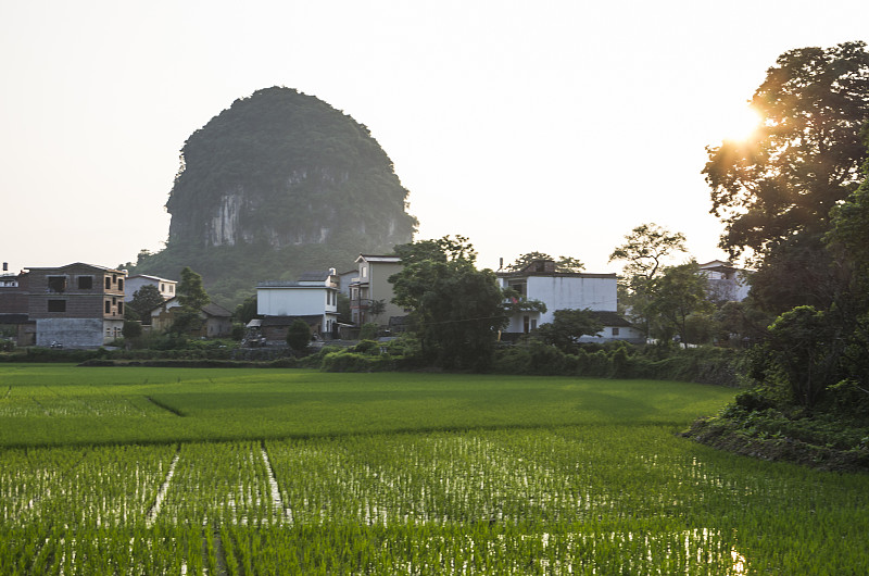 稻田