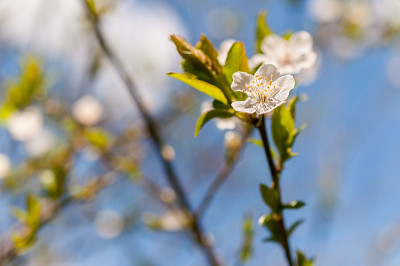 白色的苹果花