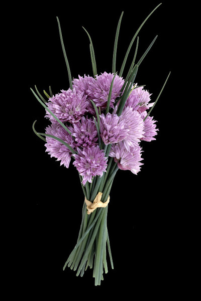 韭菜,葱属植物;schoenoprasum