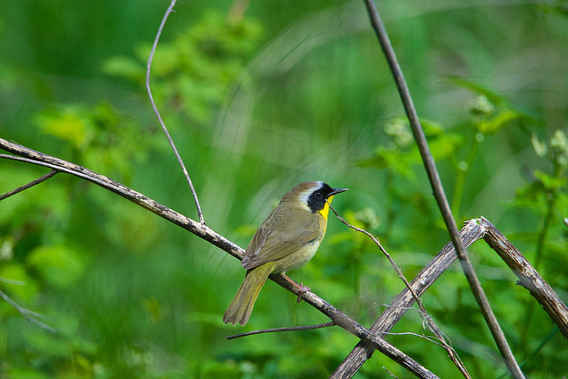 常见Yellowthroat