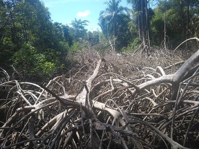 红树林植被，源，马拉霍岛，州Pará。