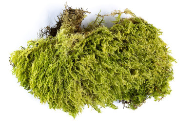 森林苔藓，一大片野生苔藓在白色的背景上，孤立，特写，顶视图。