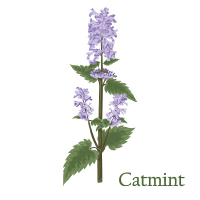 Catmint, nepeta, catnip. Illustration of a plant i