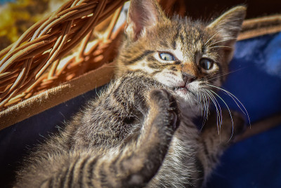小猫