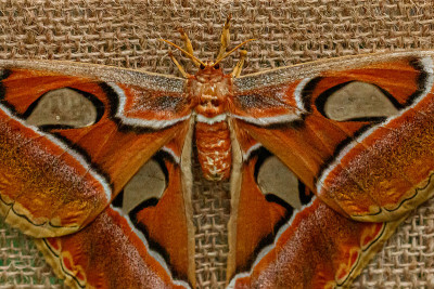 宏美丽的蝴蝶Attacus lorquin