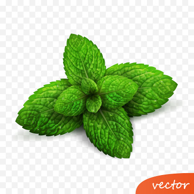 3d现实孤立矢量芽新鲜薄荷叶与露珠