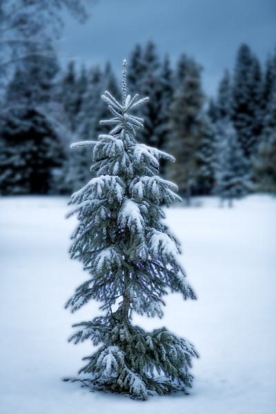 雪原上的一棵天然松树