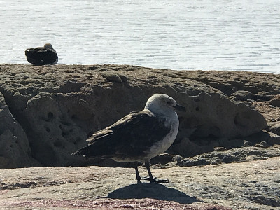 Skua -独行侠