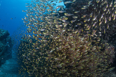 学校的蓝色绿色Chromis