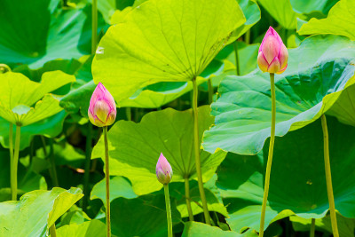 莲花花蕾