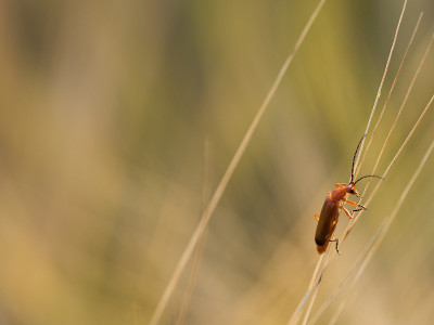 普通的红色战士甲虫(Rhagonycha fulva)