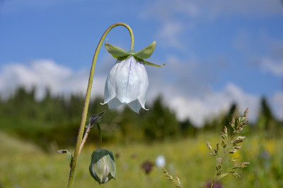 钟花树