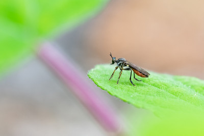 一种苍蝇，Dioctria hyalipennis