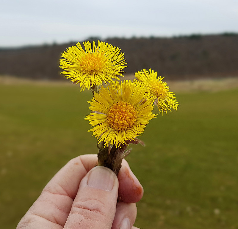 钶钽铁矿，tussilago, farfara