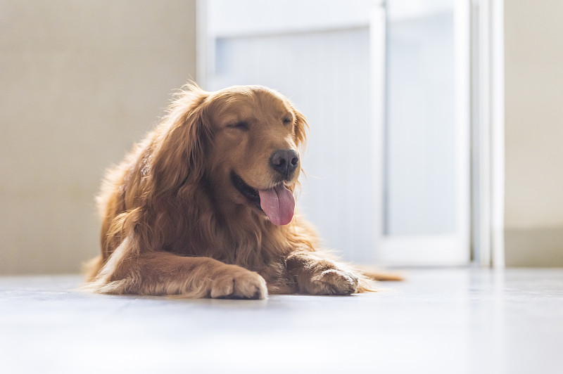 金猎犬躺在地上。