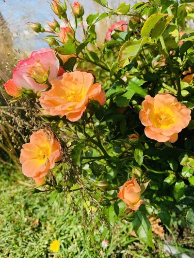 桃花儿