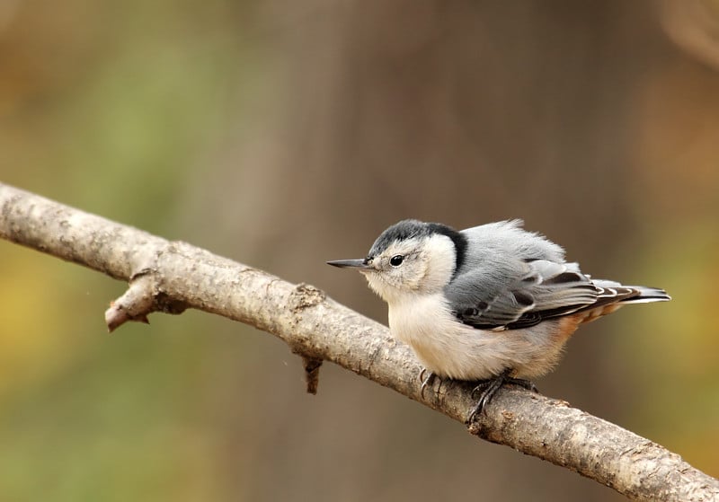 白胸胡桃，Sitta carolinensis