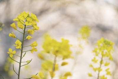 油菜籽花