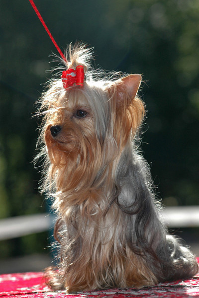 约克郡犬