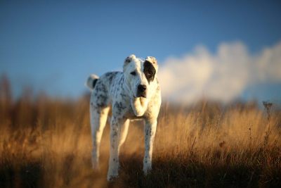 户外中亚牧羊犬肖像