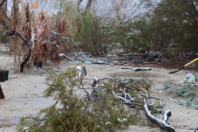 前院积雪- 29棵棕榈树- 022219 e