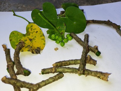 绿色吉洛伊果实，蒸汽和叶子用作阿育吠陀药物。一般用于提高免疫力，对抗各种病毒，如新型冠状病毒