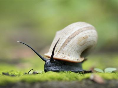 苹果蜗牛(Ampullariidae)