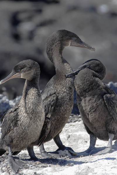 不会飞的鸬鹚(Phalacrocorax harrisi)，费尔南迪纳，加拉帕戈斯群岛，厄瓜多尔