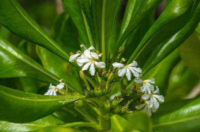 美丽盛开的白色热带花海滩naupaka (Scaevola taccada，夏威夷半花)花与绿色的叶
