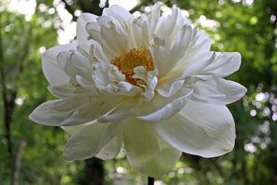 美丽的白莲(学名nelumbo)花
