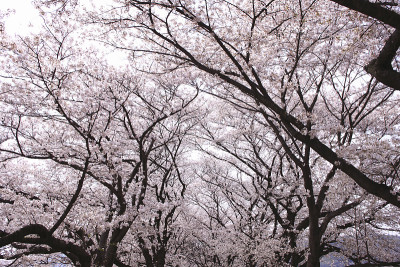 并木樱